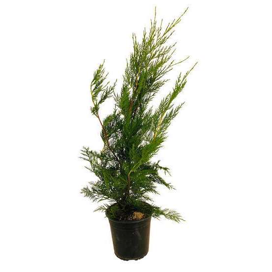 Cupressocyparis Leylandii 2001 : H 80/100 cm, pot 4L