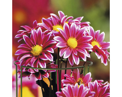 Plantensteun, set van 3, Wilk, 37 x 37 x 115 cm, groen