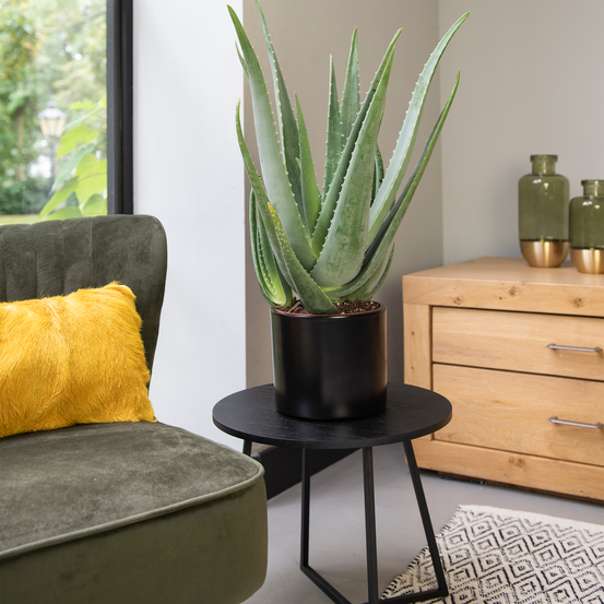 Aloe Vera H50cm - pot D19cm