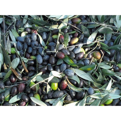 Ligurisches Olivenöl „Carte Noire“ DOP