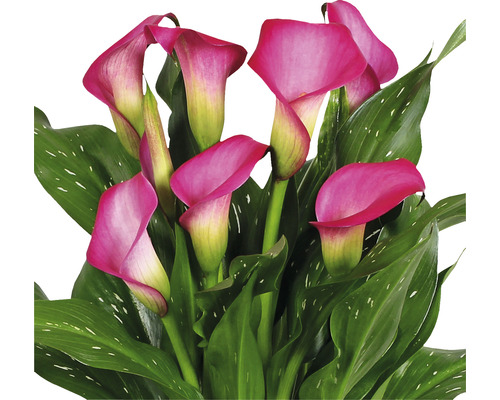 Binnen Calla FloraSelf Zantedeschia 'Zazu' H 40-45 cm Ø 13 cm pot roze