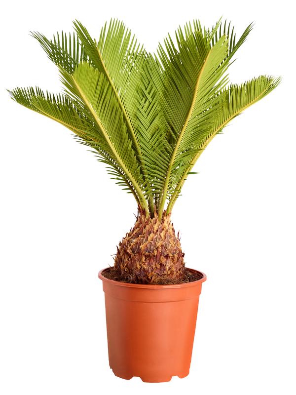 Sagopalmfarn - Cycas revoluta