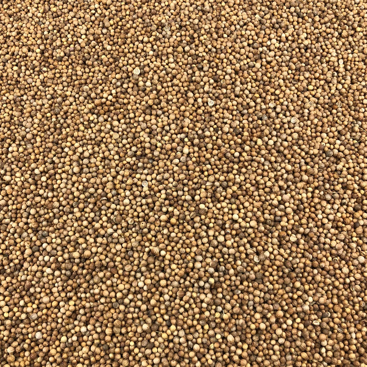 Coriandre Graines Bio en Vrac 2kg Vrac Bio