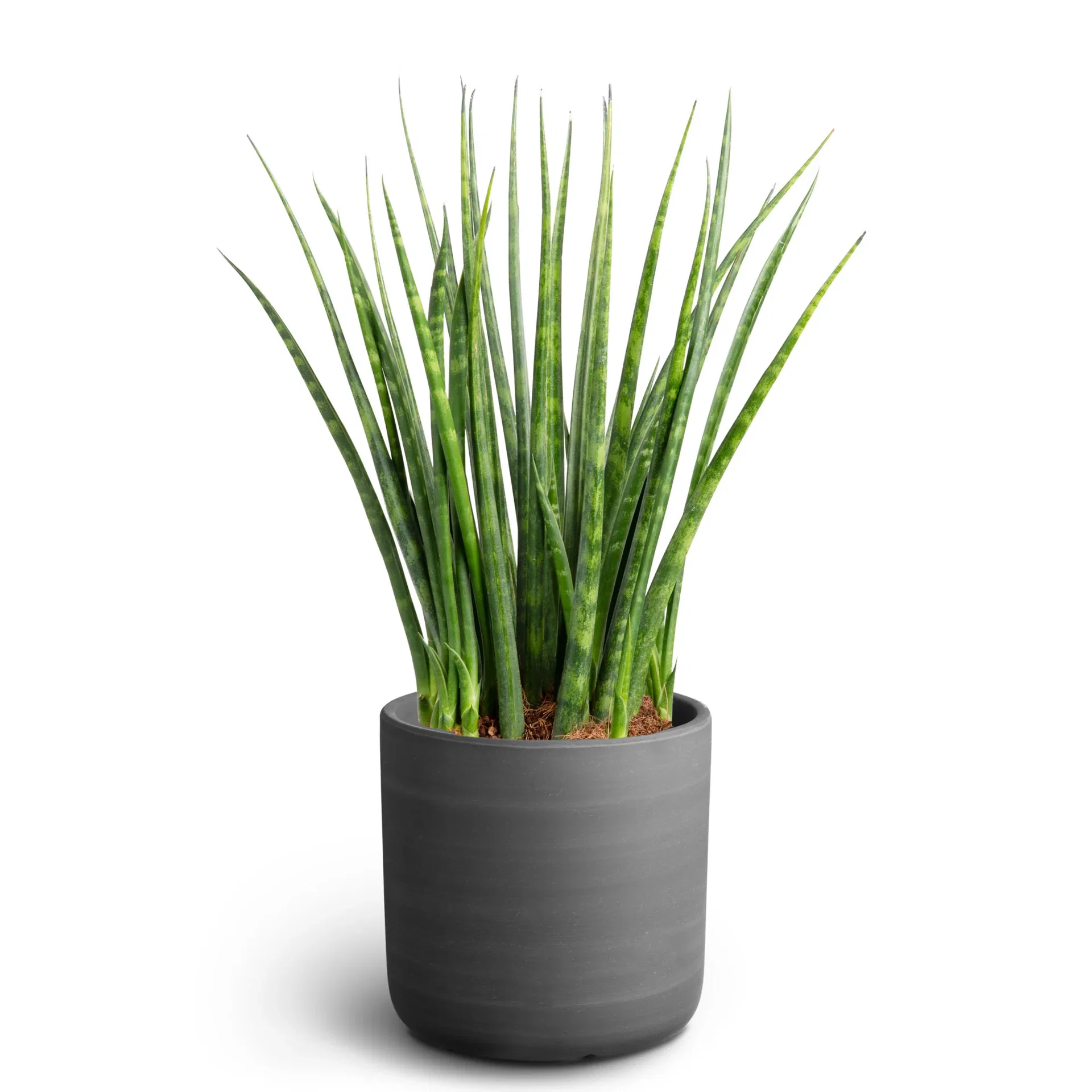 Sansevieria sp. Sansevieria i potte Høyde 30 cm