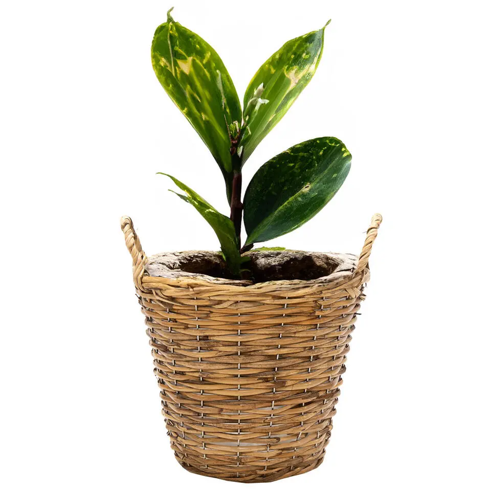 Mega Collections Plantenmand Cuba - rotan - lichtbruin - D17 x H14 cm