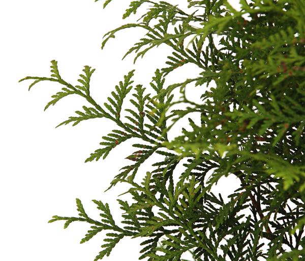 Lebensbaum 'Brabant'