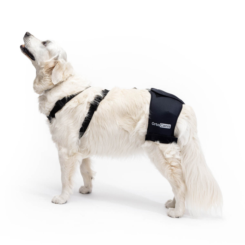 Suporte para o quadril em cães com displasia coxofemoral ou osteoartrite.