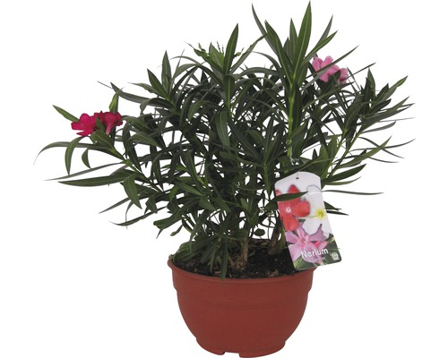 Oleander FloraSelf Nerum oleander Ø 25 cm pot