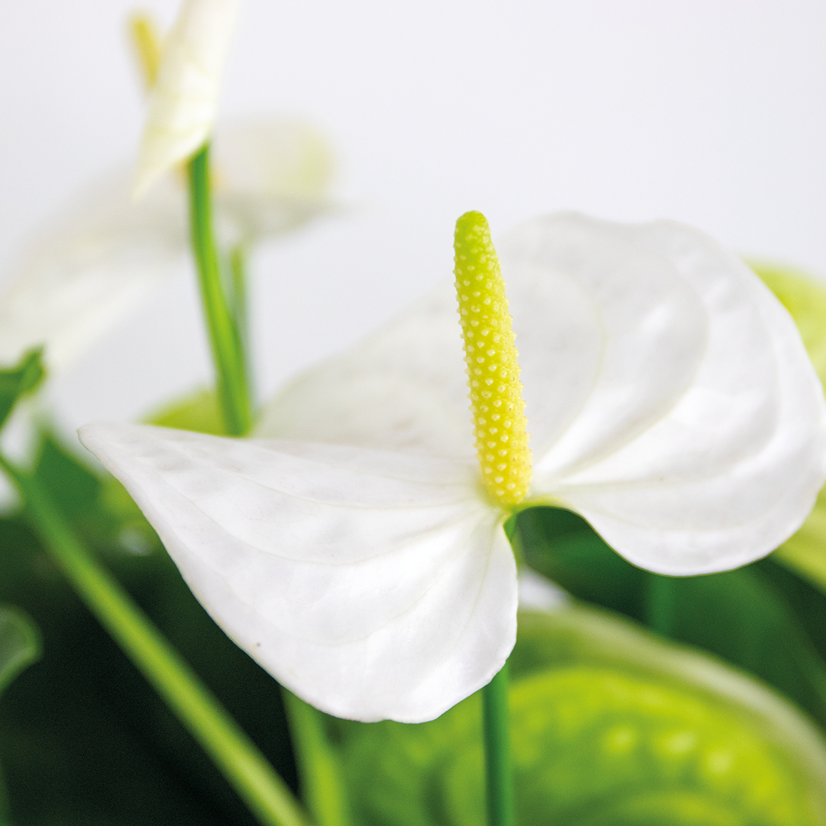 Anthurium 'aristo' blanc - flamingo plant - entretien facile - ⌀14 cm - ↕45-55 cm