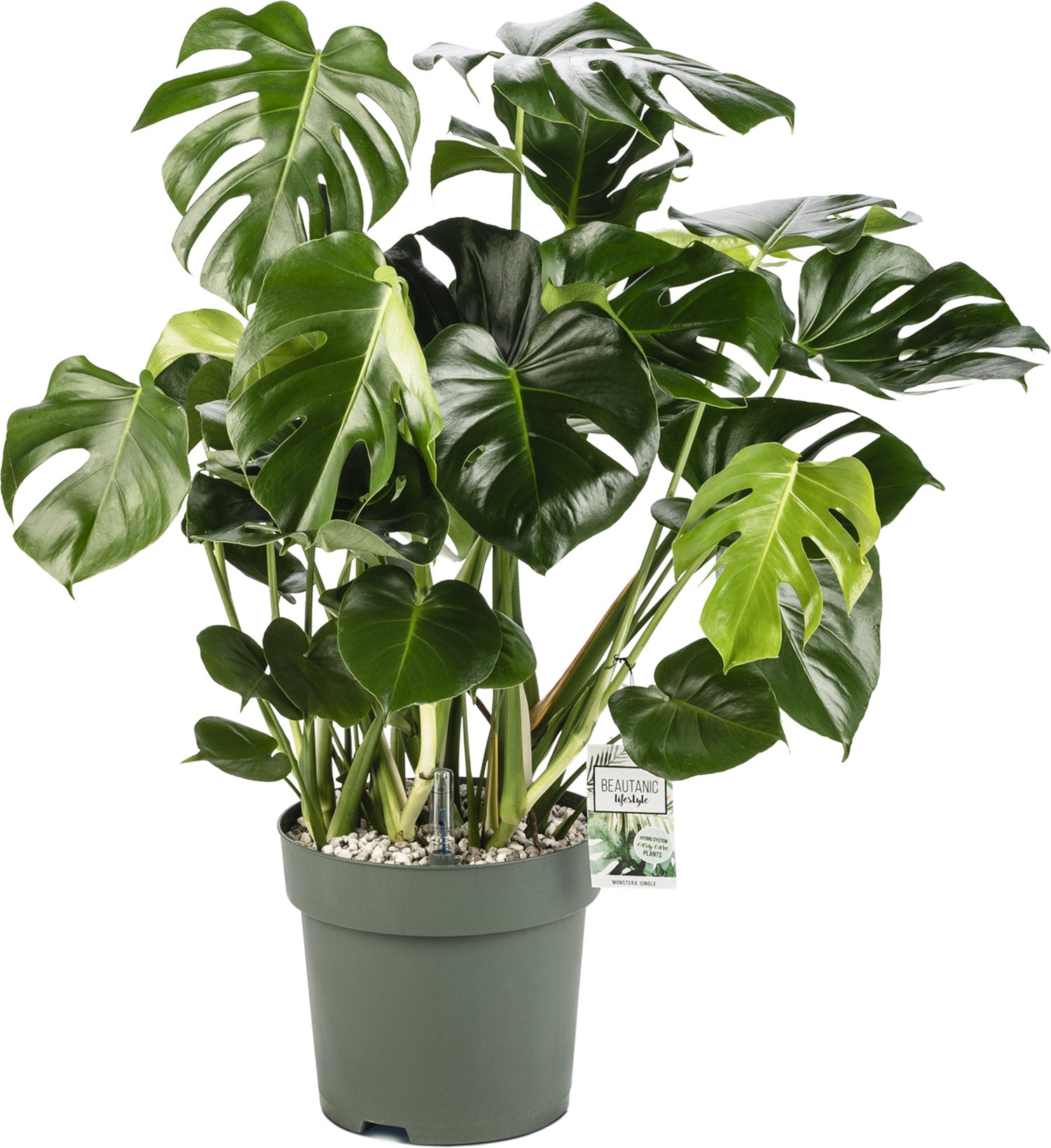 Gatenplant (Monstera deliciosa) D 30 H 100 cm