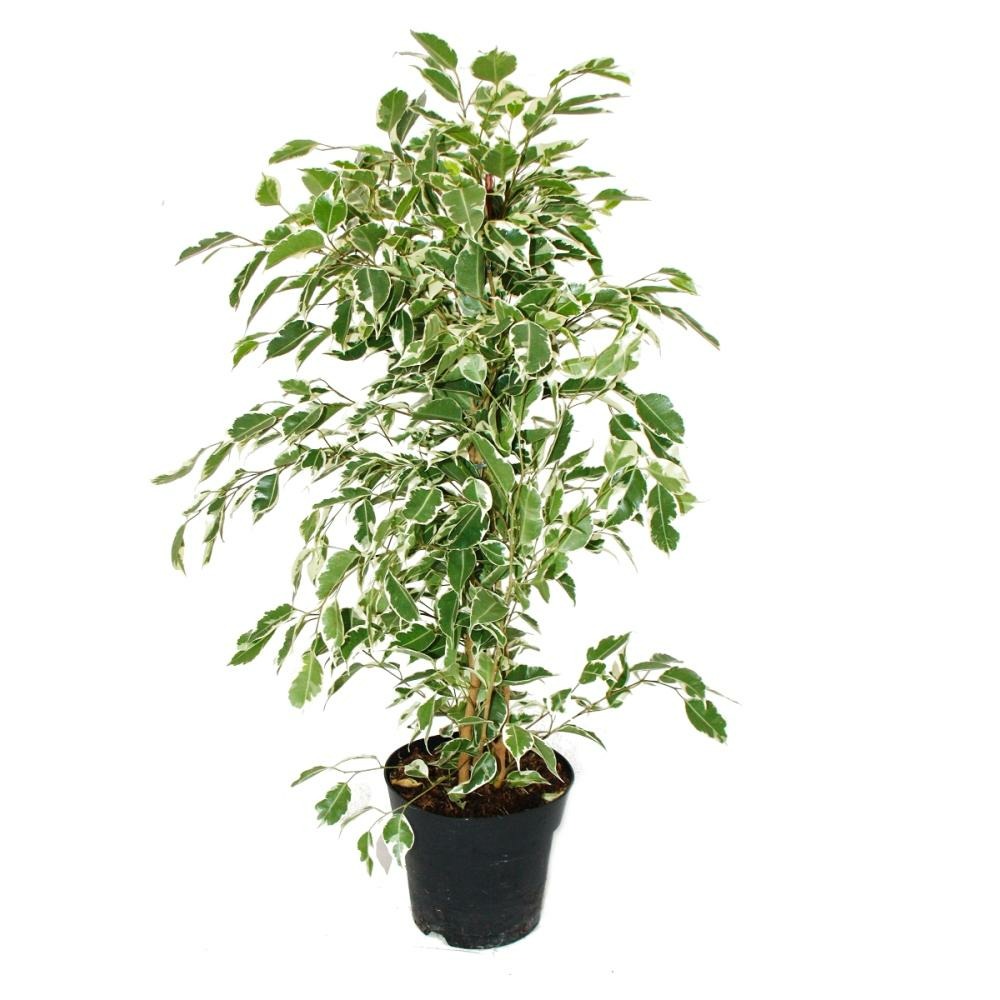 Ficus benjamini 