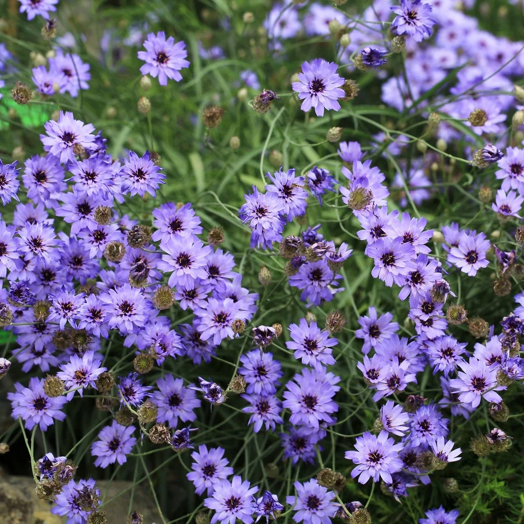 Catananche caerulea Rasleblomst Ø11 cm