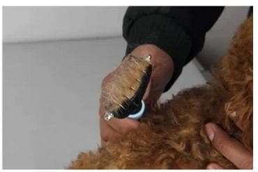 Underullskam i filt for hund og katt Grønn/Sort