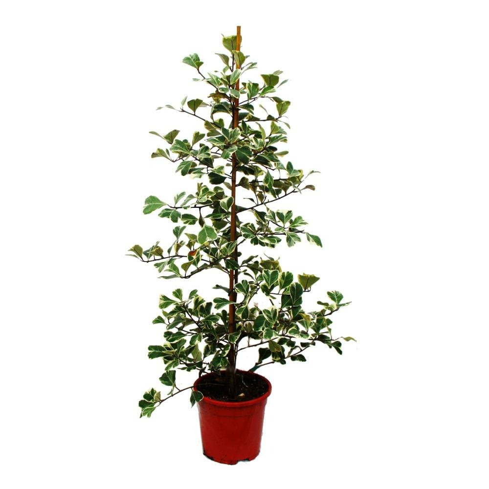 Ficus triangularis variegata - ficus à feuilles triangulaires - figue natale