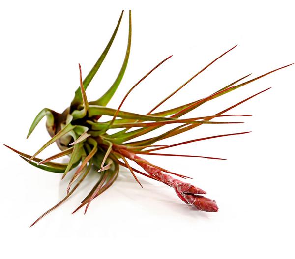 Tillandsie - Tillandsia cultivars groß,
