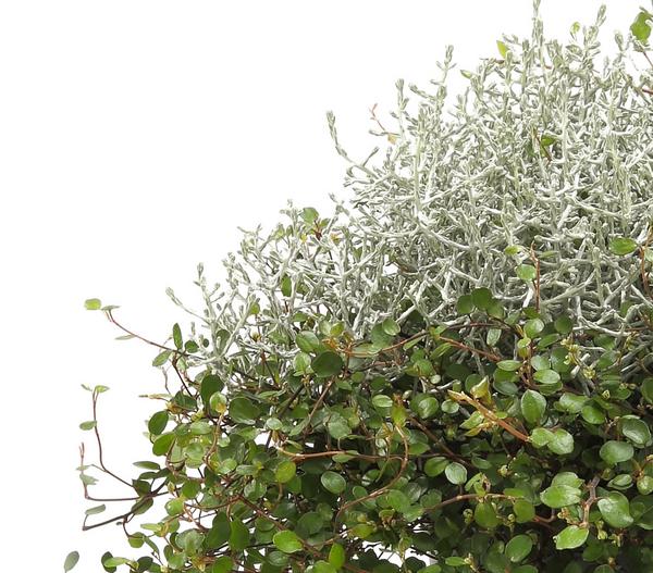 Mueca - Gitterkraut und Mühlenbeckia