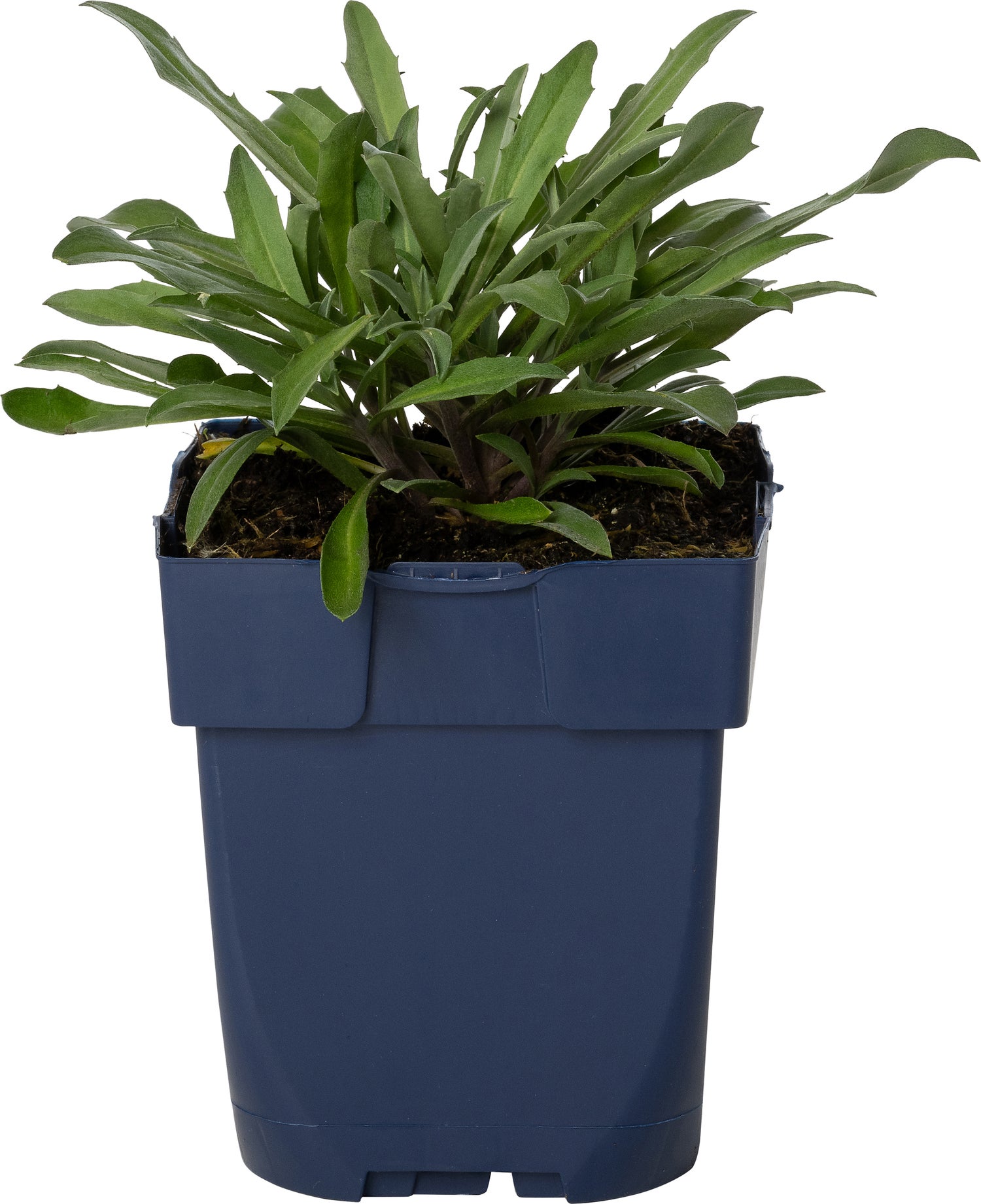 Muurbloem (Erysimum 'Bowles Mauve') D 11 H 15 cm