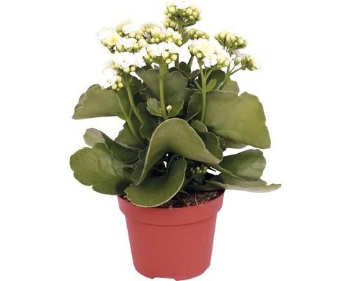 Flaming Katy paars, wit FloraSelf Kalanchoe blossfeldiana H 10-15 cm Ø 7 cm willekeurige kleurselectie