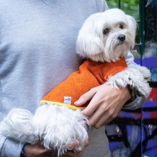 Camisa Nun Freeze para cães, laranja