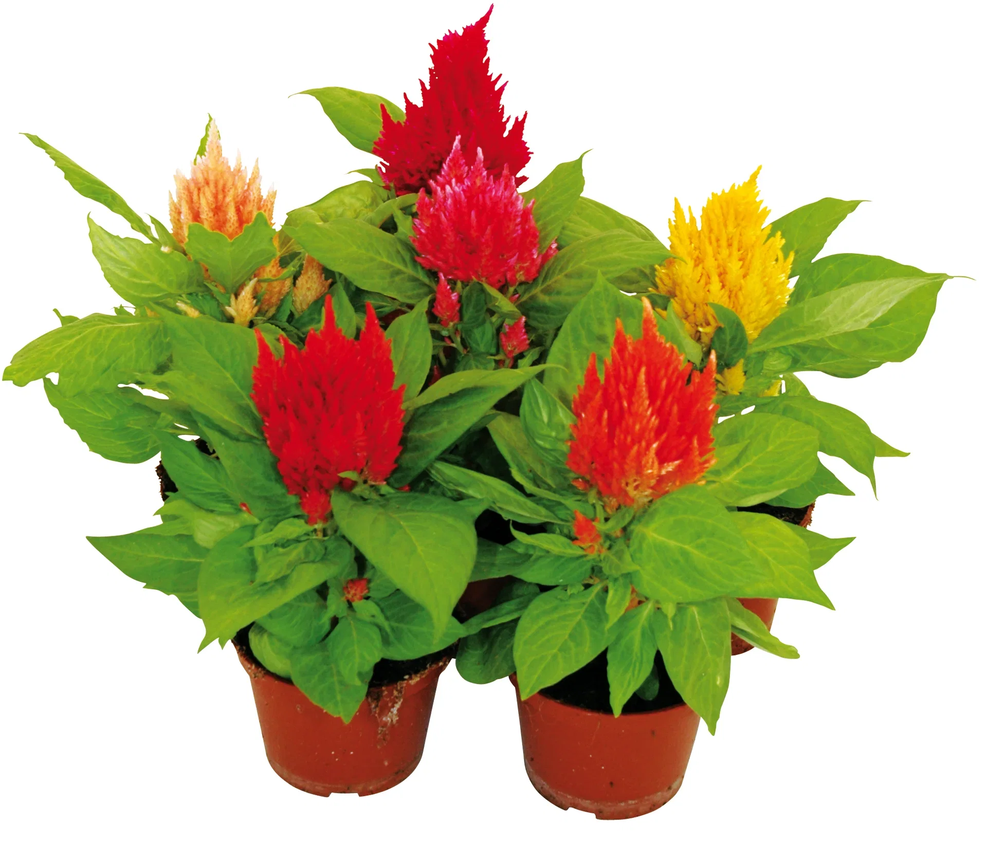 Celosia 'Kelos Fire' 12 cm Kam 'Kelos Fire' Ø12 cm