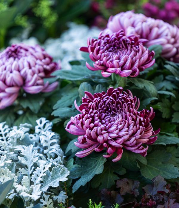 Deko-Chrysantheme, Schale, verschiedene Farben