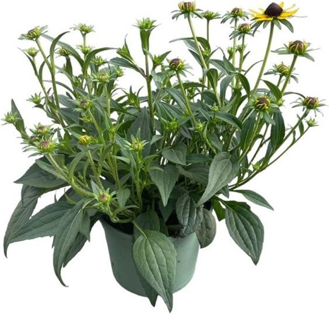 Zonnehoed (Rudbeckia fulgare 'Little Goldstar') D 17 H 35 cm