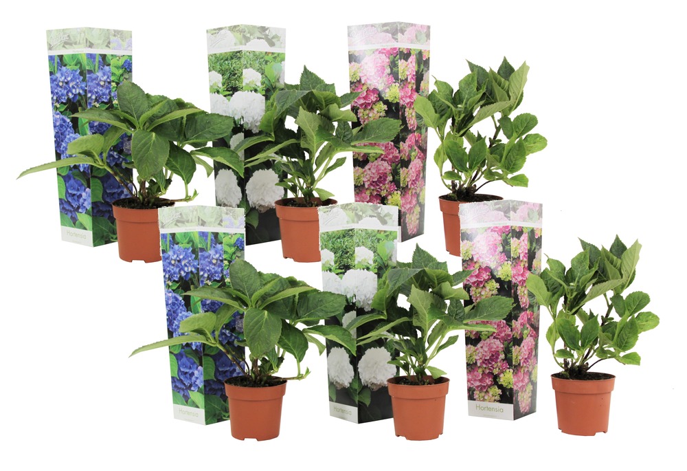 Hydrangea macrophylla - mélange de 6 - hortensia - pot 9cm - hauteur 25-40cm