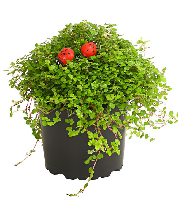 Bubikopf - Soleirolia soleirolii
