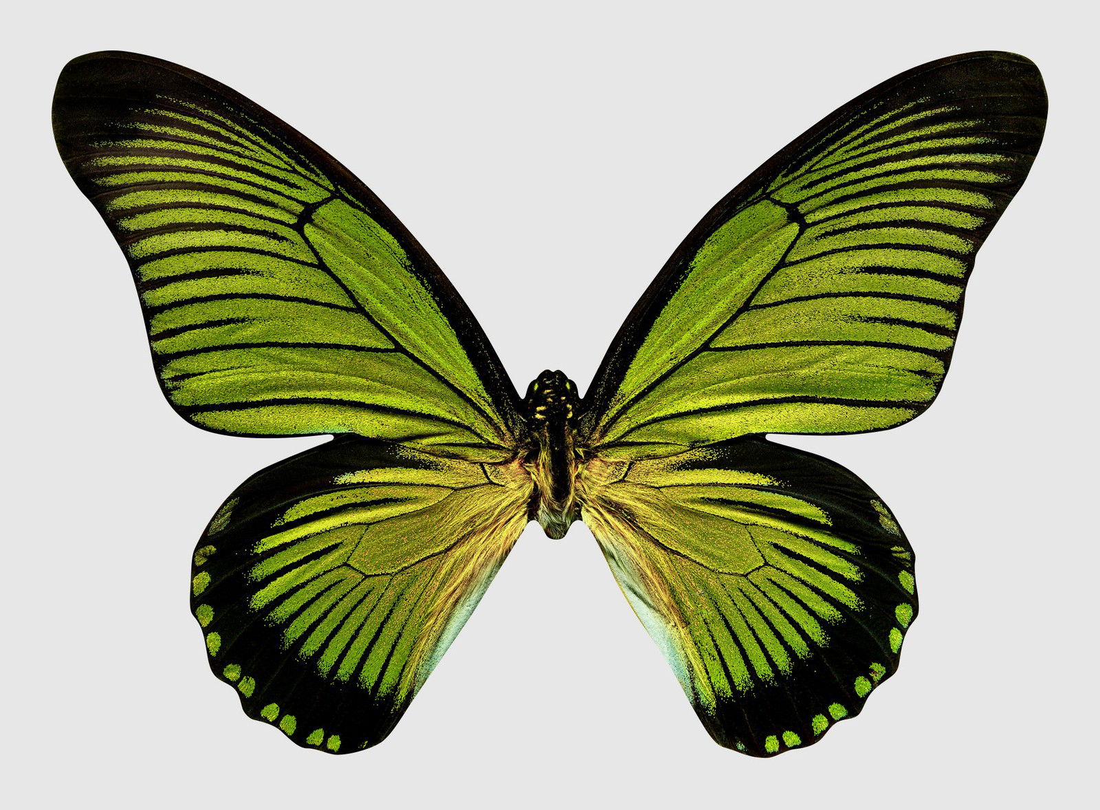 Butterfly XIII by Heiko Hellwig - Limited Edition. Edition of: 150. Signed.