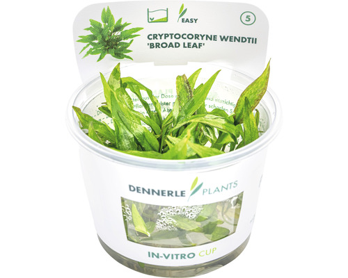 Broad-leaved Wendt's Water Trumpet - Cryptocoryne wendtii Broad Leaf In-Vitro