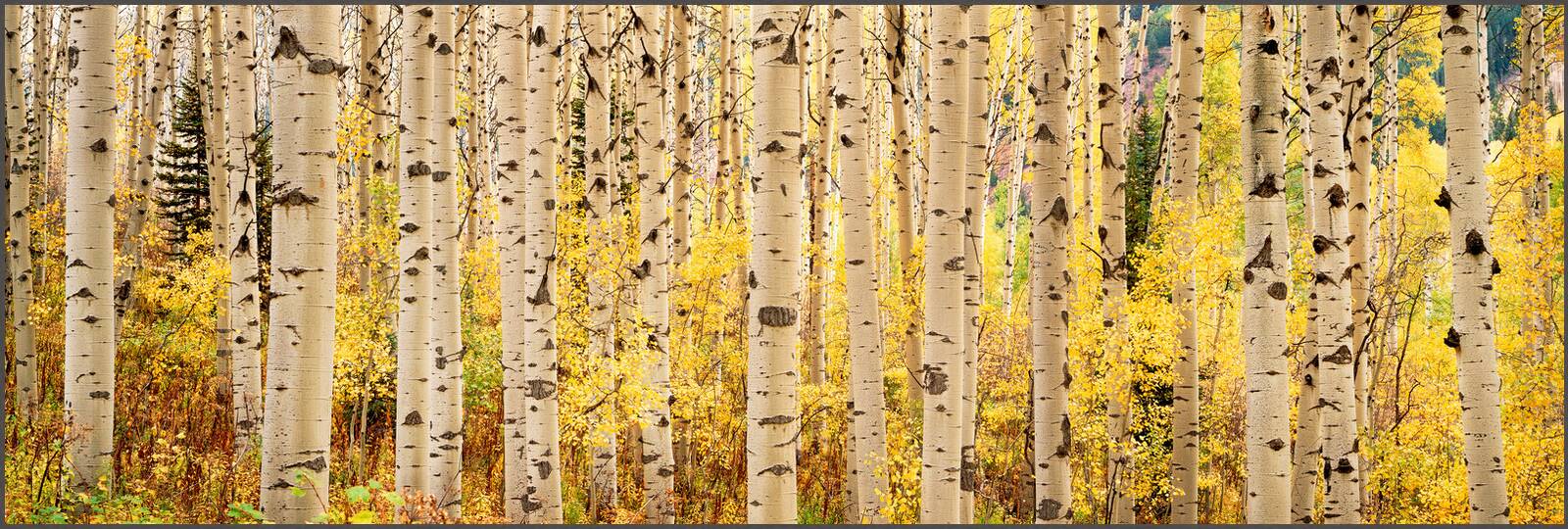 Aspens Rise by Steven Friedman - Limited Edition. Edition of: 150. Signed.