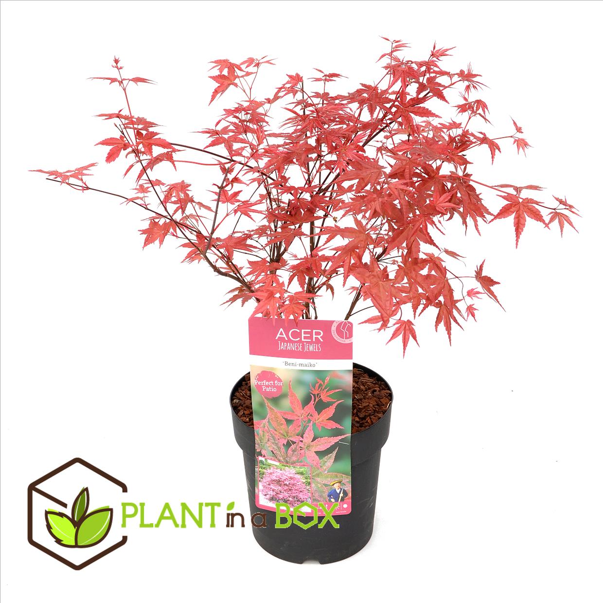Acer palmatum 'beni maiko' - érable du japon - pot 19cm - hauteur 60-70cm