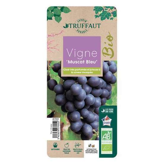 Vigne 'Muscat Bleu' AB : pot 1,5 Litres