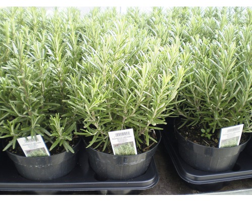 Rozemarijn FloraSelf Rosmarinus officinalis Ø 14 cm pot
