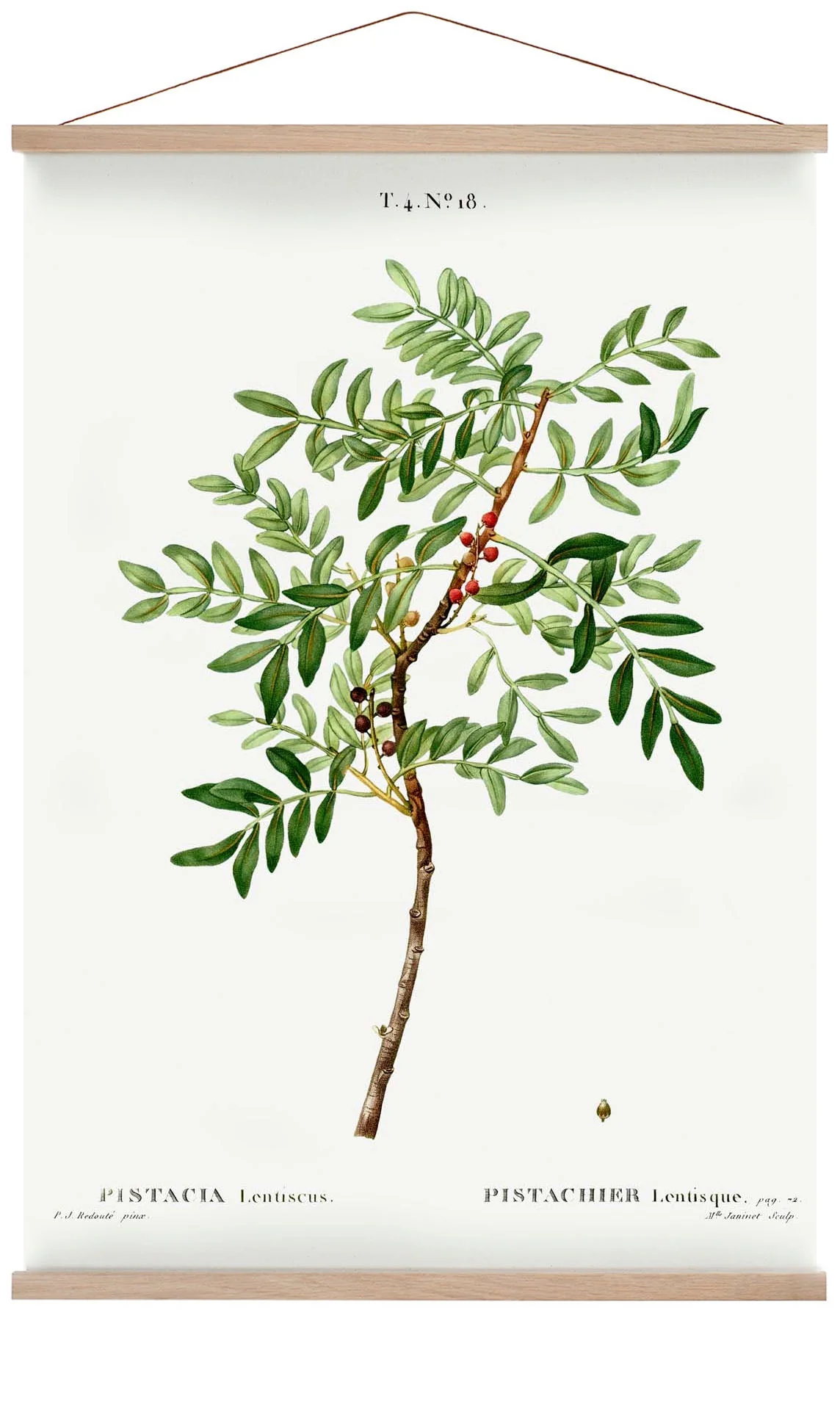 Pistazie