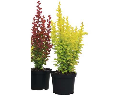 Gele dwergberberis Berberis thunbergii 