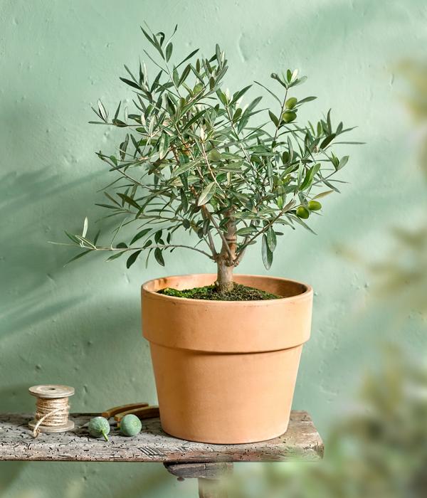 Olive, Busch