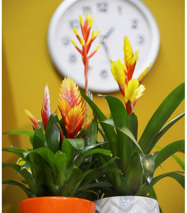 Vriesea - Bromelia cultivars, verschiedene