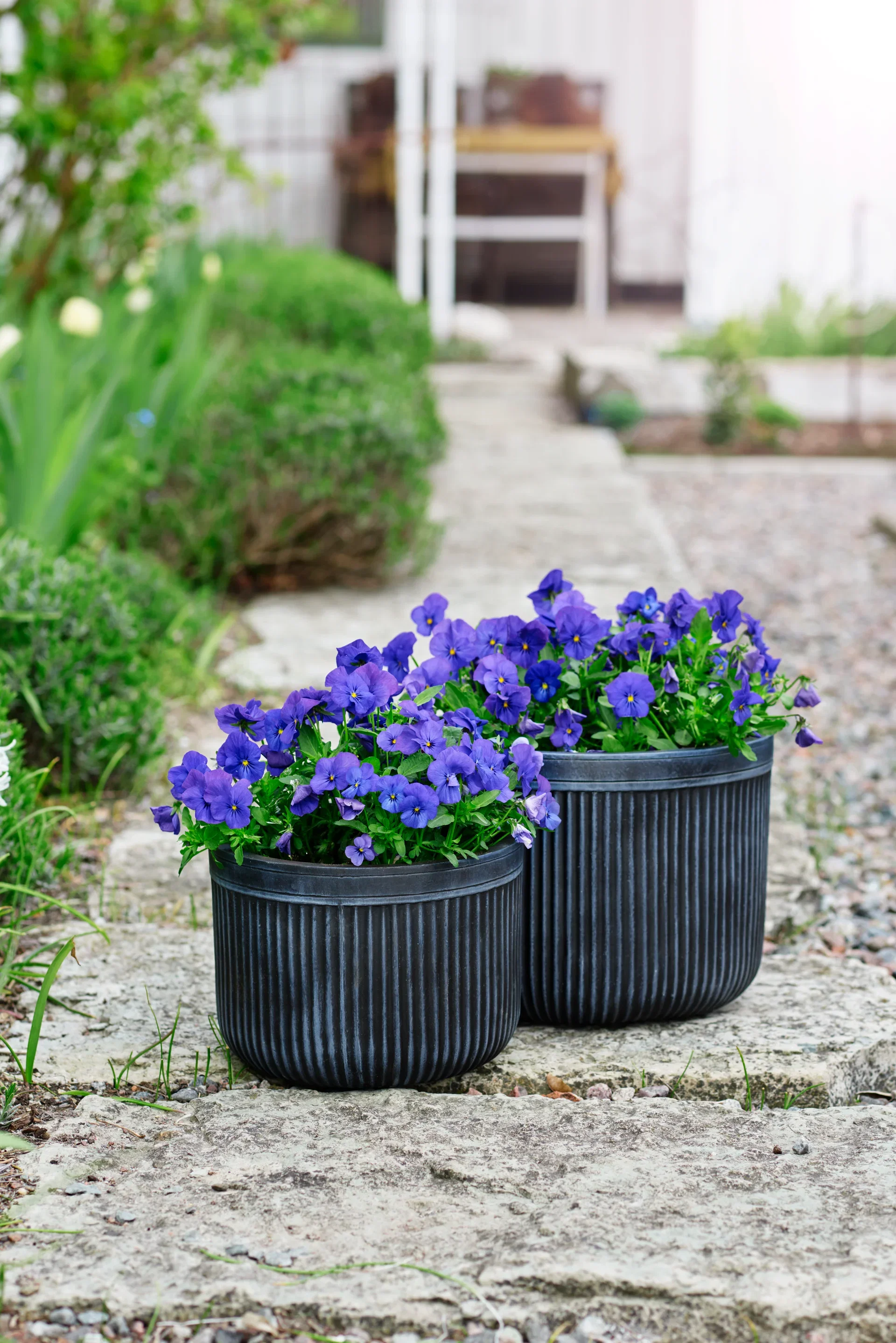 Viola x wittrockiana Stemor småblomstret 6 pk