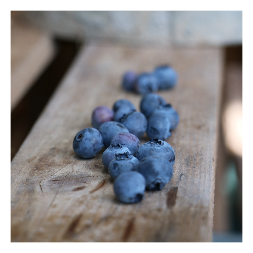 Myrtille corymbosum ozarkblue/vaccinium corymbosum ozarkblue[-]pot de 3l - 40/60 cm