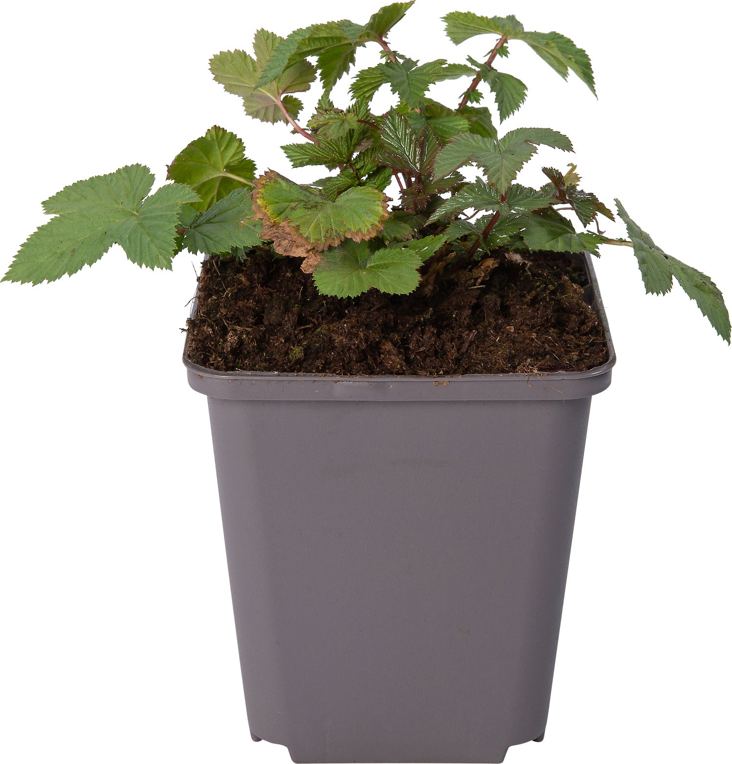 Moerasspirea (Filipendula ulmaria) D 9 H 10 cm
