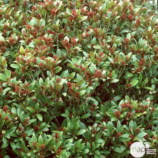 Skimmia japonica ' Rubella ' : H 40/50 cm conteneur 5 litres