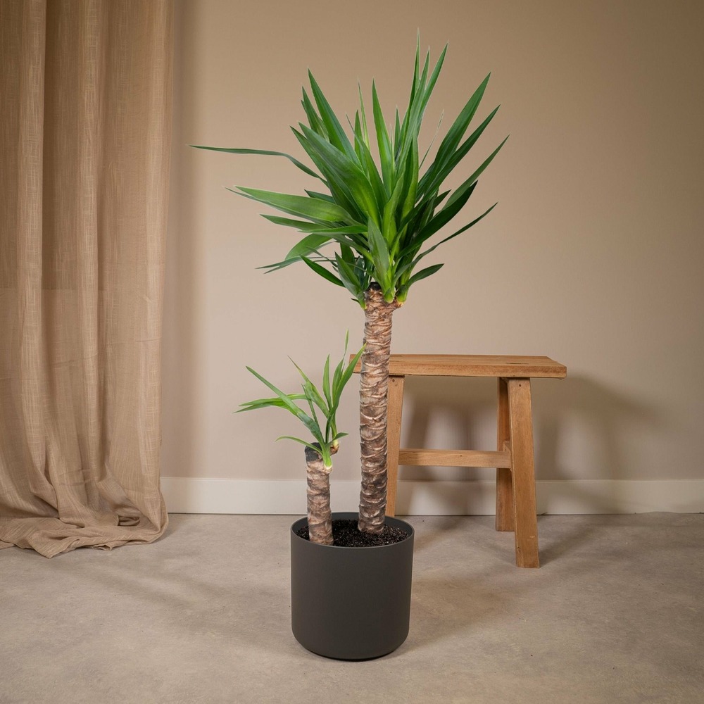 Plante d'intérieur - yucca xl h100.0cm 100.0cm