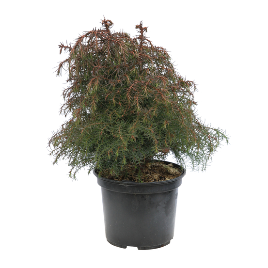 Cèdre du Japon (Cryptomeria japonica) 'Elegans' 40/60 : pot 3L
