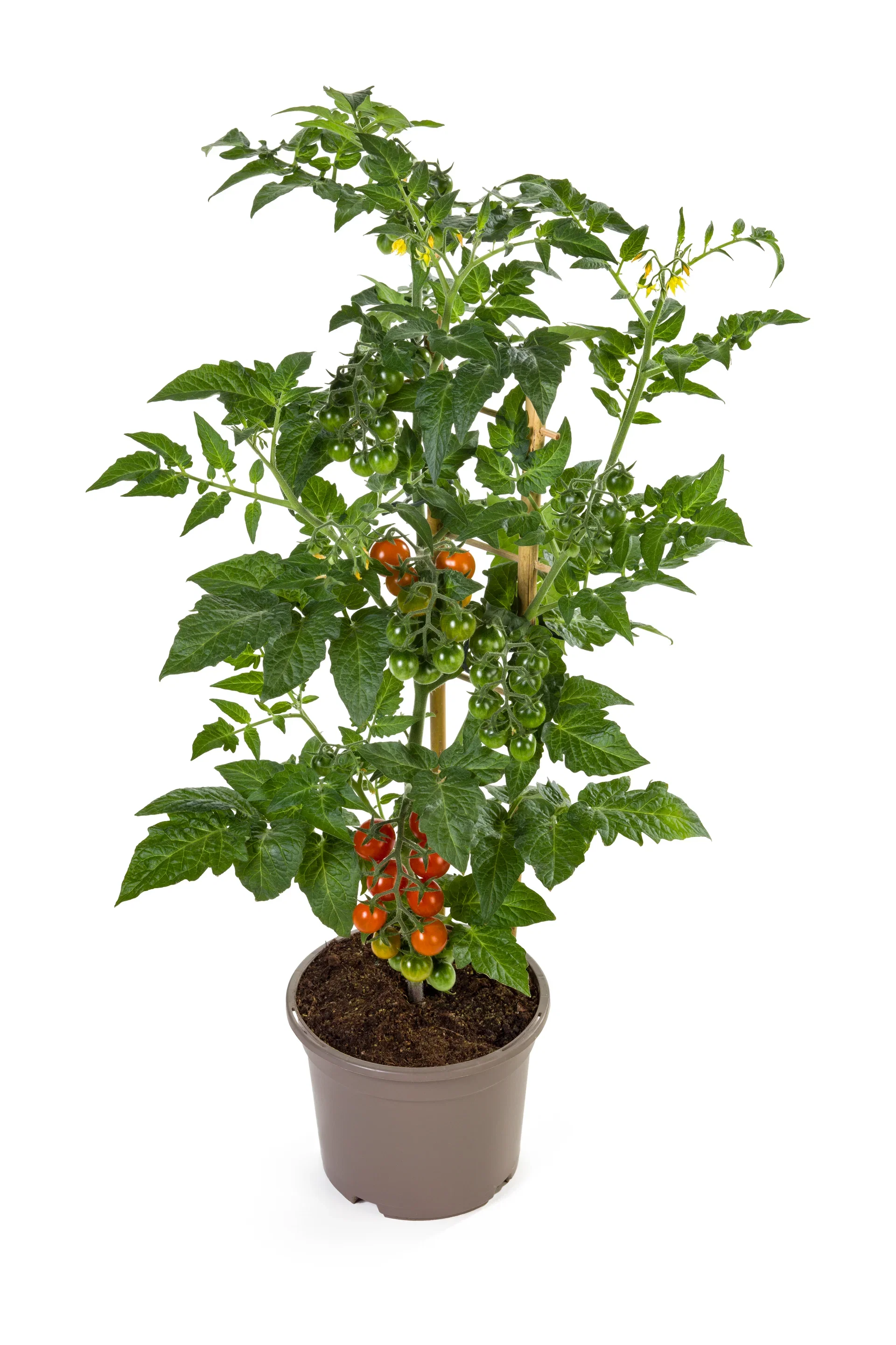 Ready Candy Berry Tomato 14 cm Cherrytomat ‘Candy Berry’ Ø14 cm