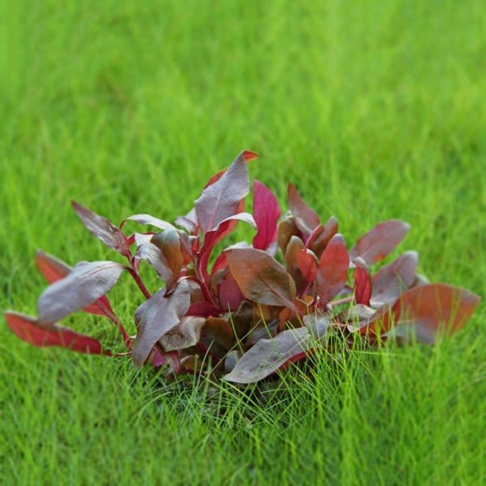 Alternanthera reineckii lila in vitro