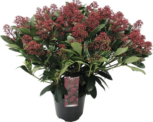 Japanse Skimmia FloraSelf Skimmia japonica 'Rubella' 50+ schermen H 20-30 cm Co 3 L bossig
