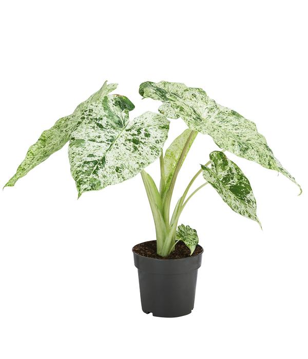 Pfeilblatt - Alocasia macrorrhiza 'Splash'