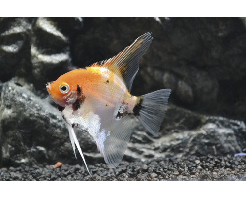 Roodharige Koi-zeeëngel - Pterophyllum scalare