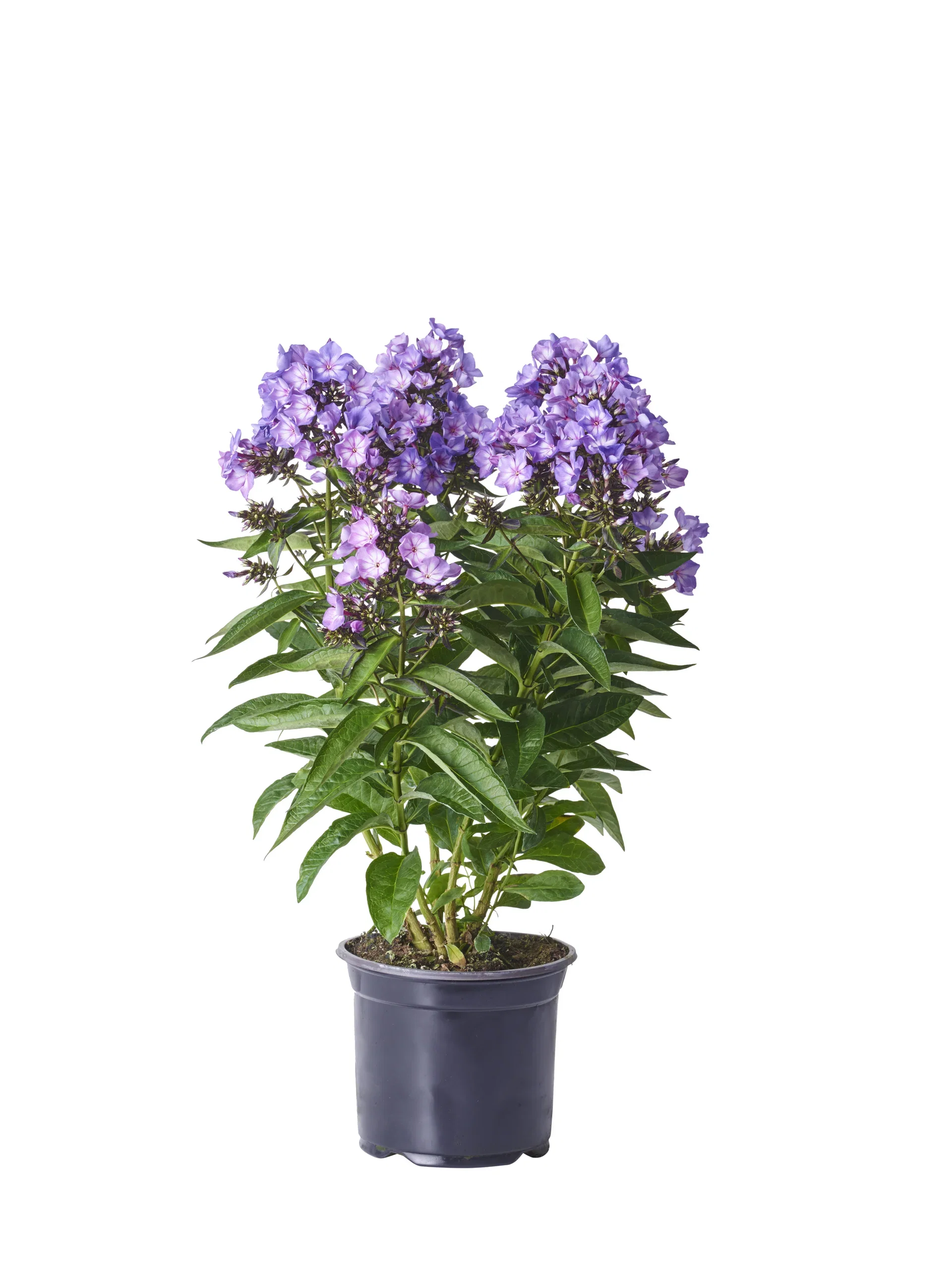 Phlox paniculata Lilac Høstfloks Ø17 cm